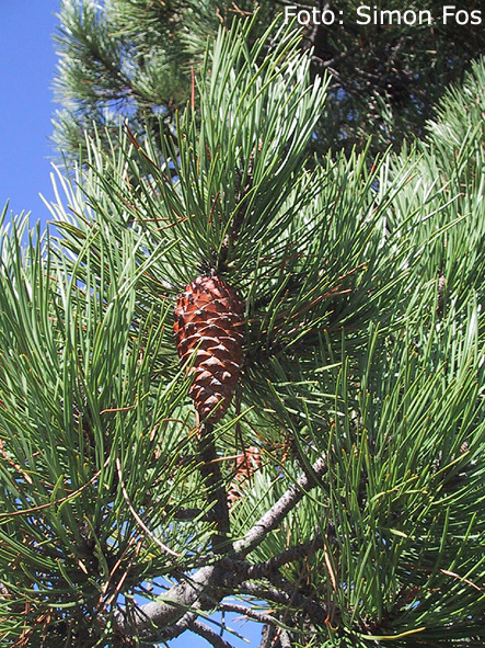 pinus2