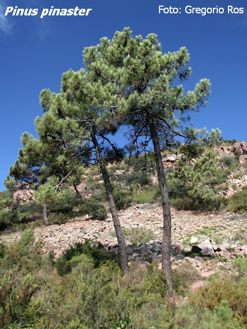 pinus4